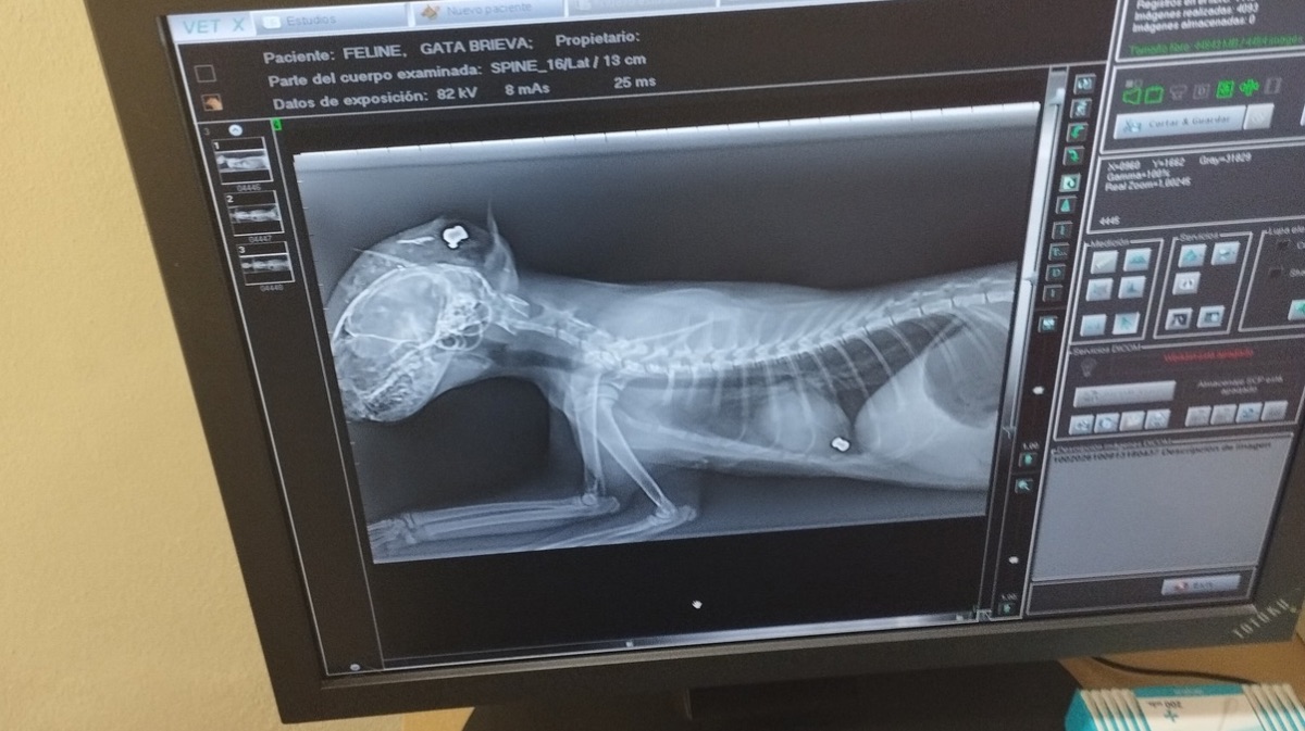 Radiograf&iacute;a del felino con los puntos blancos confirmando los perdigones.