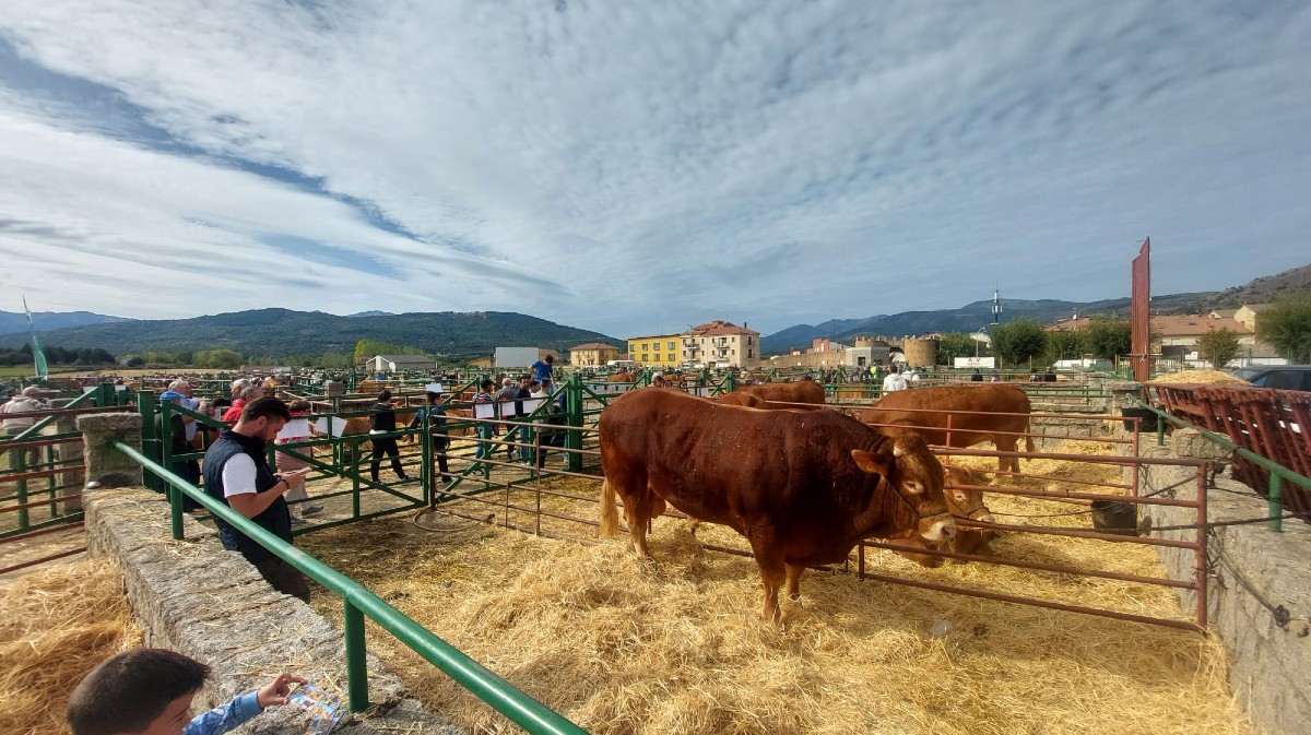 Feria de Ganado Selecto y Agroalimentaria de El Barco de &Aacute;vila.