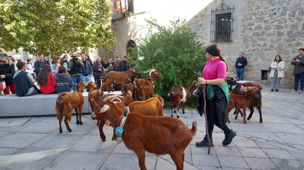 El reba&ntilde;o de cabras guisandesas a su paso por &Aacute;vila.