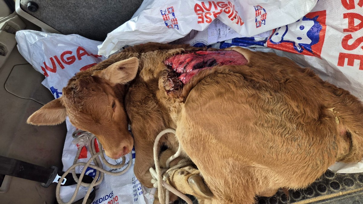 Res muerta por uno de los &uacute;ltimos ataques de lobos.