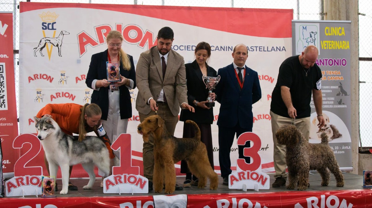 VÍDEO Y FOTOS | Un terrier llegado de Estados Unidos gana la exposición canina de Ávila entre más de 300 ejemplares