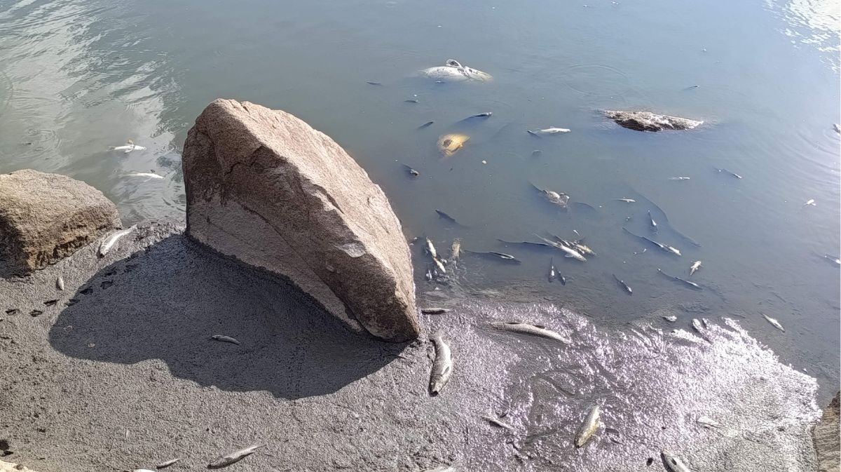Cientos de peces muertos en el embalse de Fuentes Claras