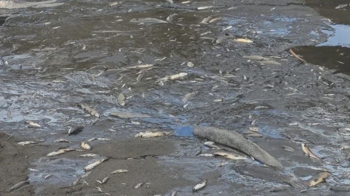 Cientos de peces muertos en el embalse de Fuentes Claras