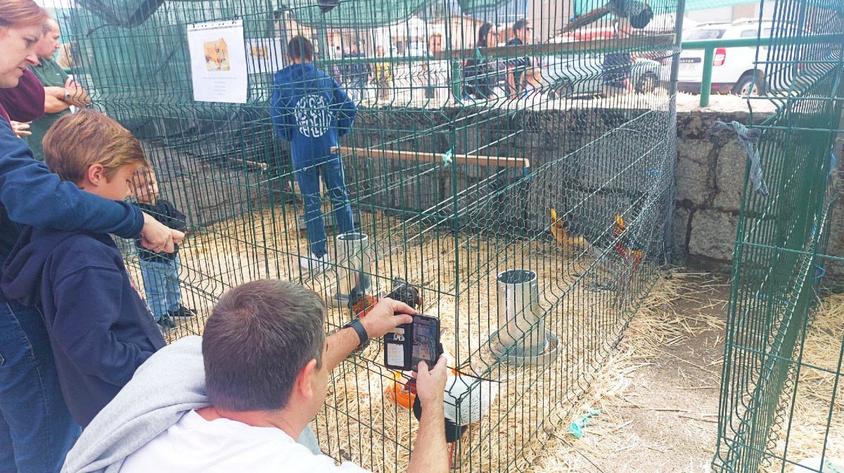 Feria de Ganado Selecto y Agroalimentaria de El Barco de &Aacute;vila.