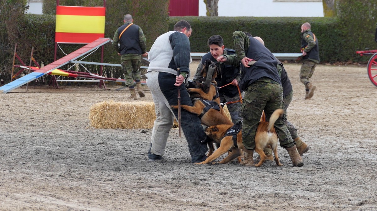El Pradillo muestra cómo prepara perros para el Ejército, la Guardia Civil y la Policía Nacional