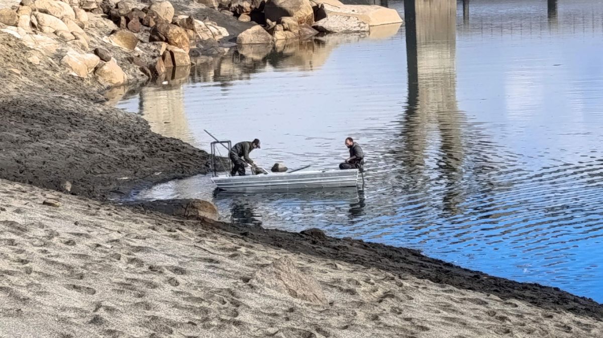 Operarios retirando los peces vivos