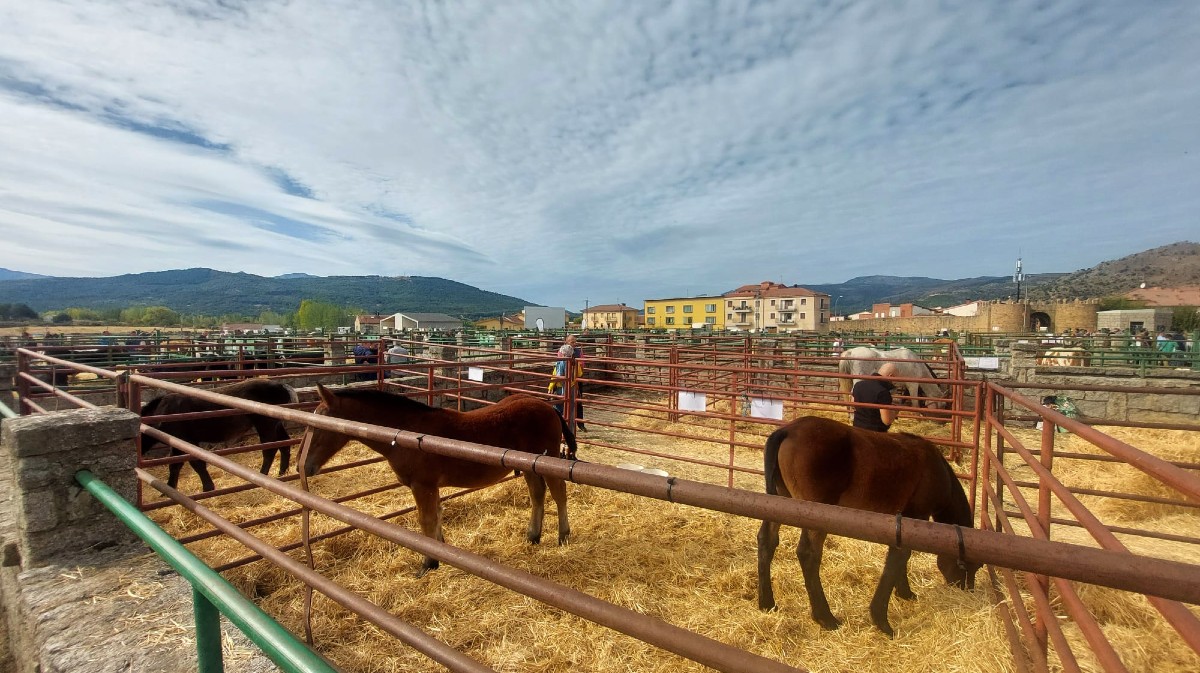Feria de Ganado Selecto y Agroalimentaria de El Barco de &Aacute;vila.