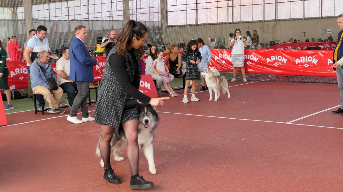 Concurso de la Exposici&oacute;n Canina Nacional Ciudad de &Aacute;vila.