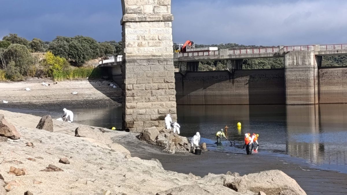 Operarios retirando los peces muertos