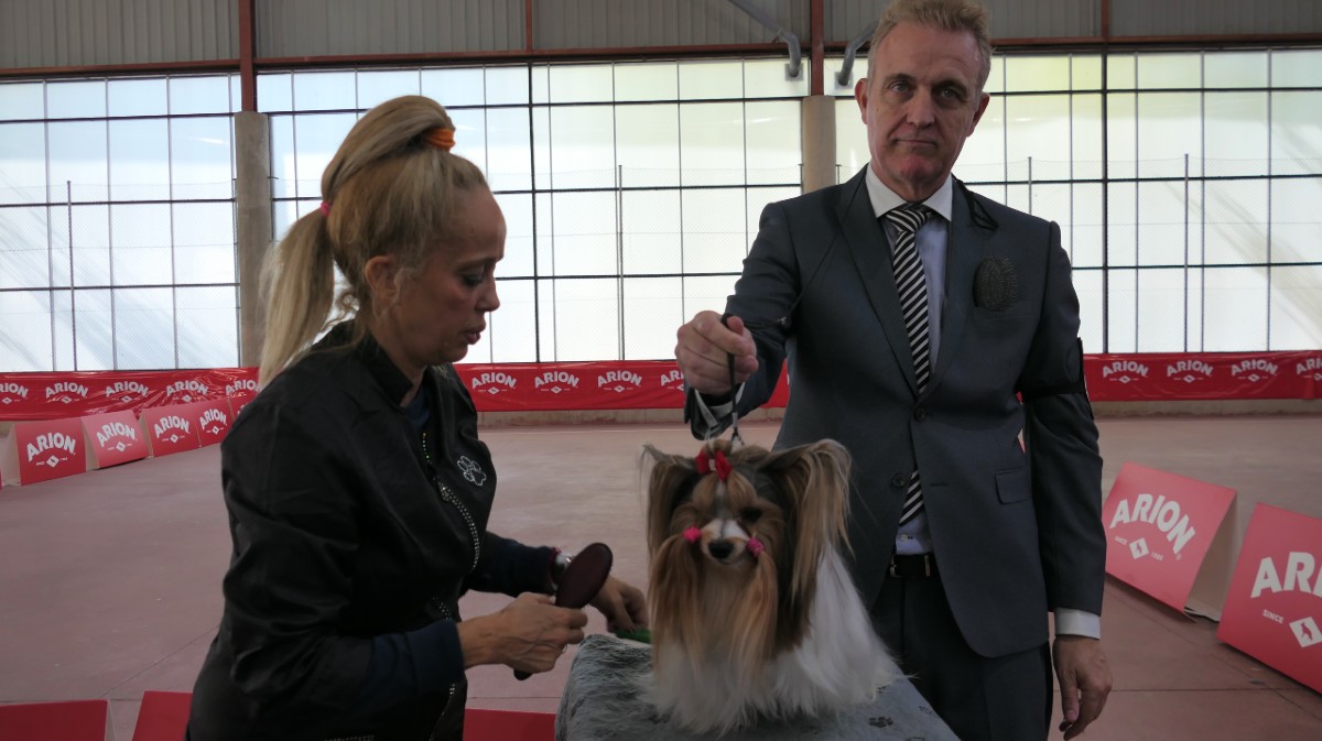 Concurso de la Exposici&oacute;n Canina Nacional Ciudad de &Aacute;vila.