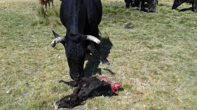 Imagen de archivo de una res atacada por lobos.