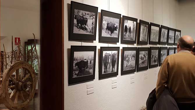 Exposici&oacute;n 'Avile&ntilde;os' sobre los animales de labor.