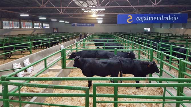 Ganado avileño en la anterior Feria de Trujillo.