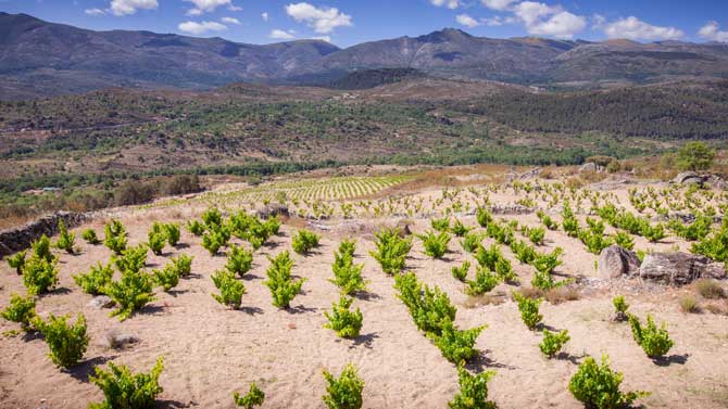 Viñedos de la DOP Vinos de Cebreros.