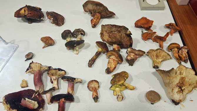 Reconocimiento de hongos en unas jornadas micoloógicas.