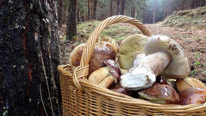 Boletus en la campaña micológica de este año.