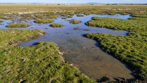 Laguna en El Oso, donde ha sido visto el Triops Cancriformis.