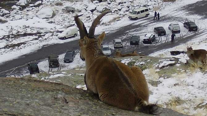 Cabras monteses en la Plataforma de Gredos.