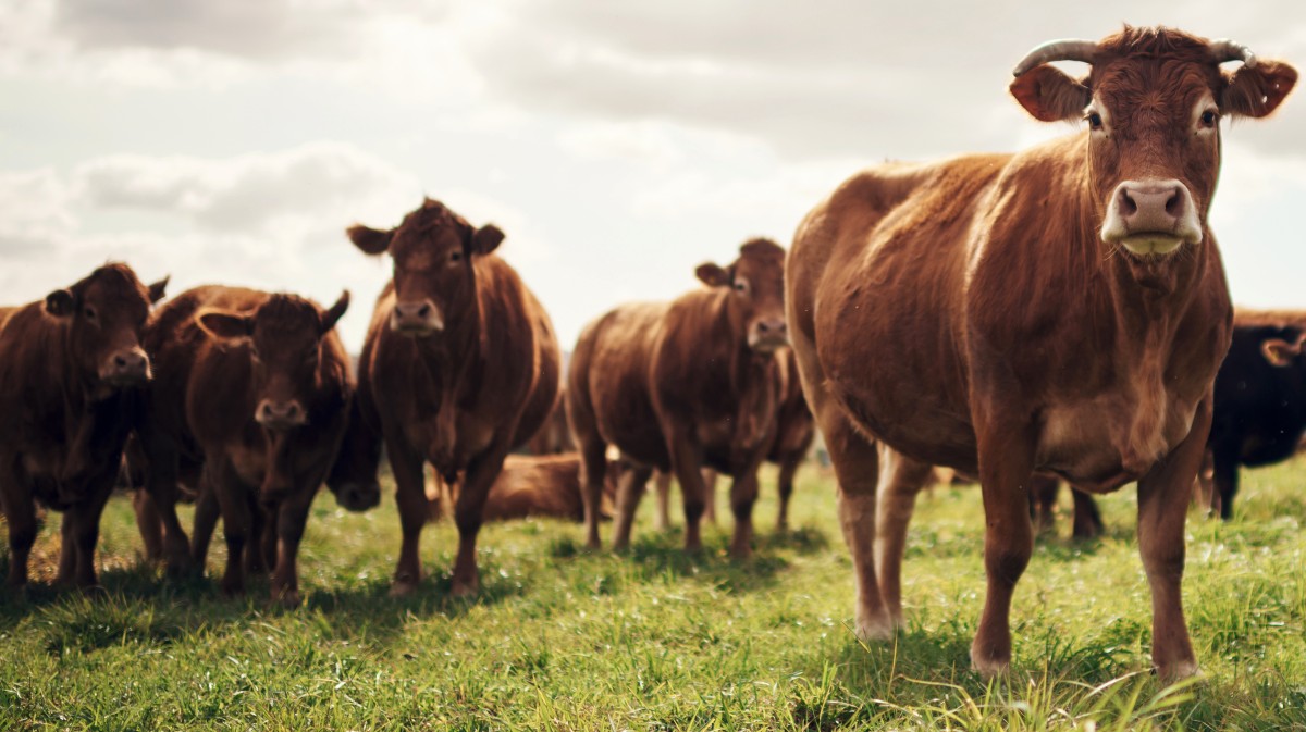 Imagen de archivo de reses de vacuno.