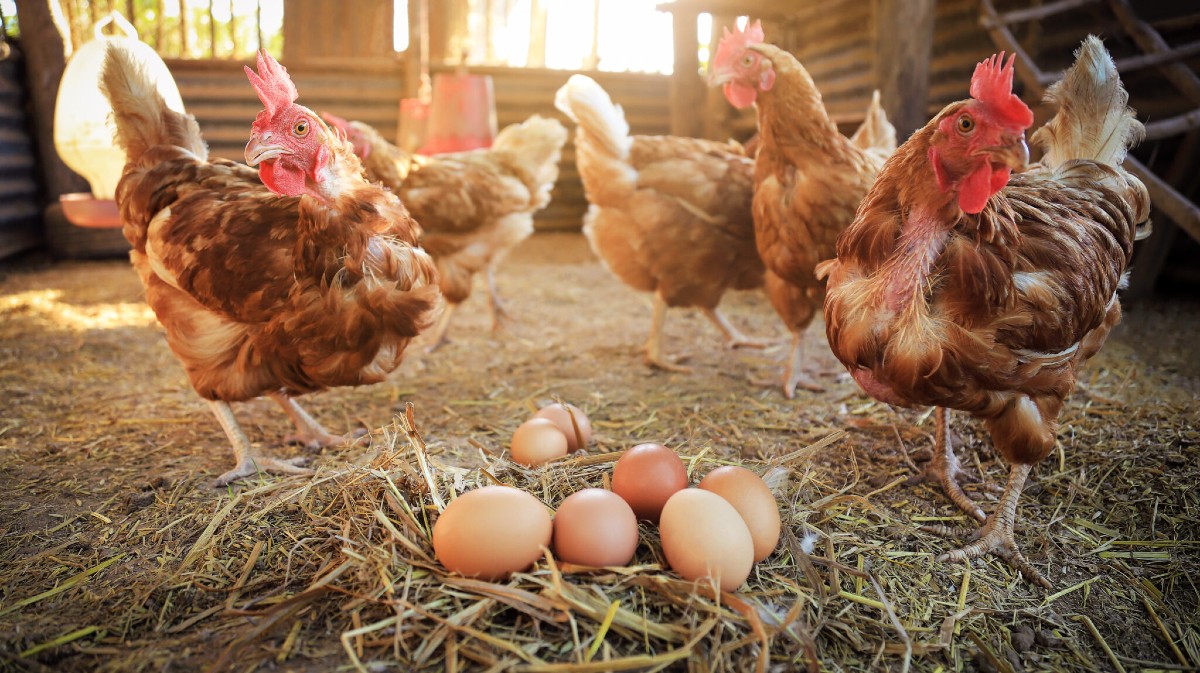 Imagen de archivo de una granja de gallinas.