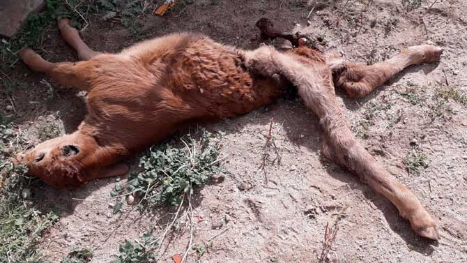Imagen de archivo de una res muerta por un lobo.
