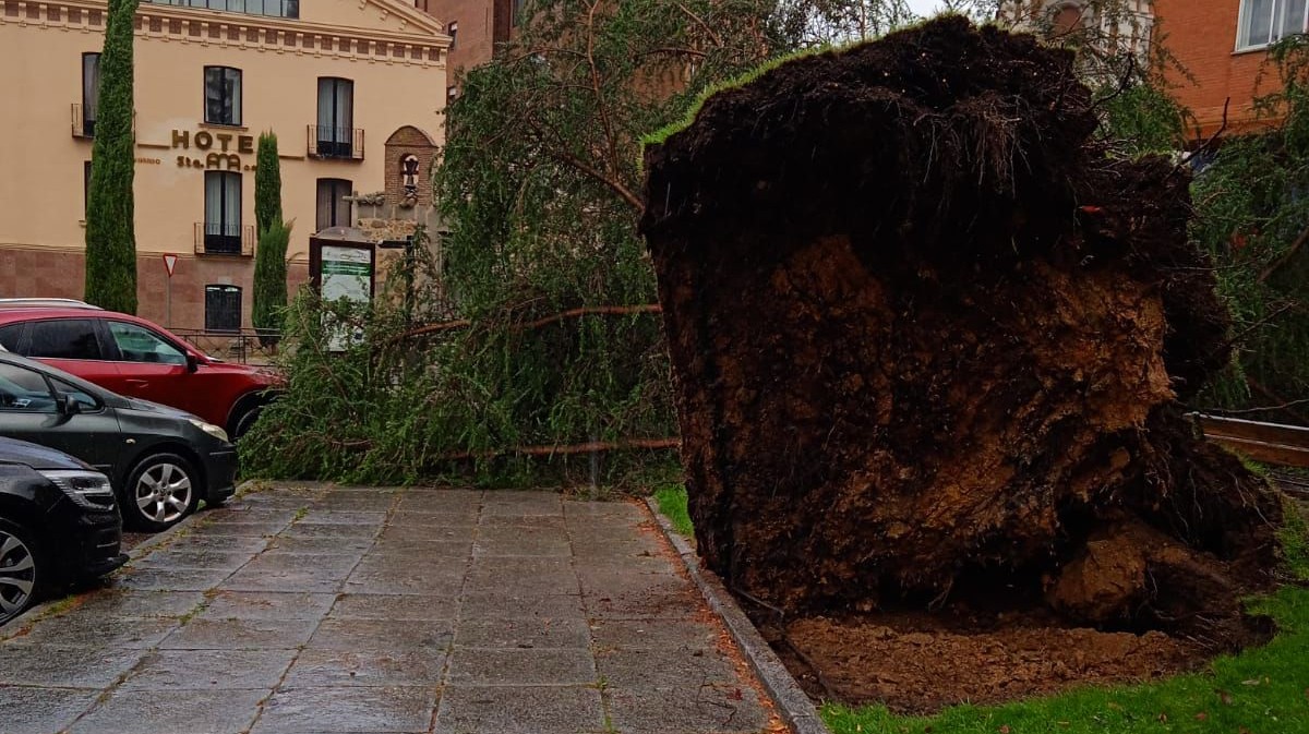 Árbol derribado por el viento en la plaza de Santa Ana. Foto: @EmergenciaAvila.