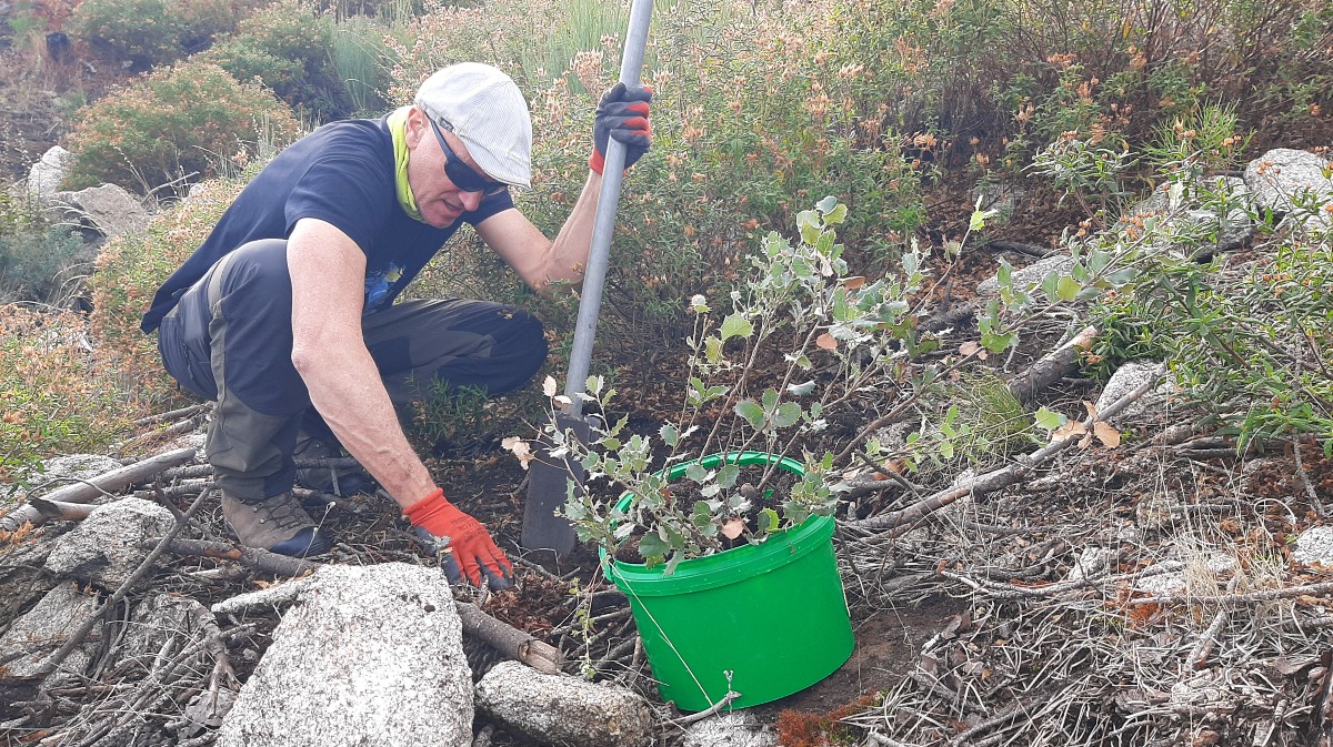 Repoblación en Pedro Bernardo, el sábado.