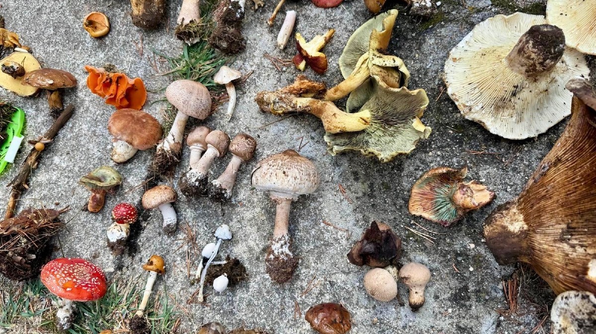 Algunas de las especies recolectadas en el curso 'Conoce los hongos de Ávila'.