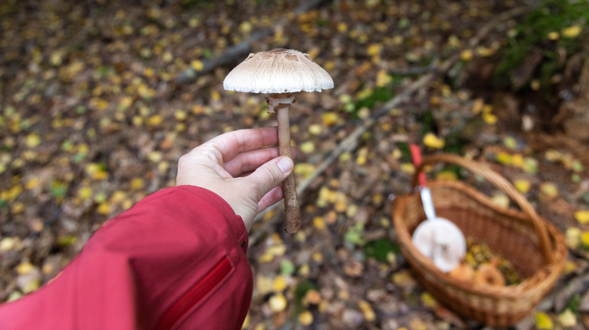 Una persona recolecta hongos.