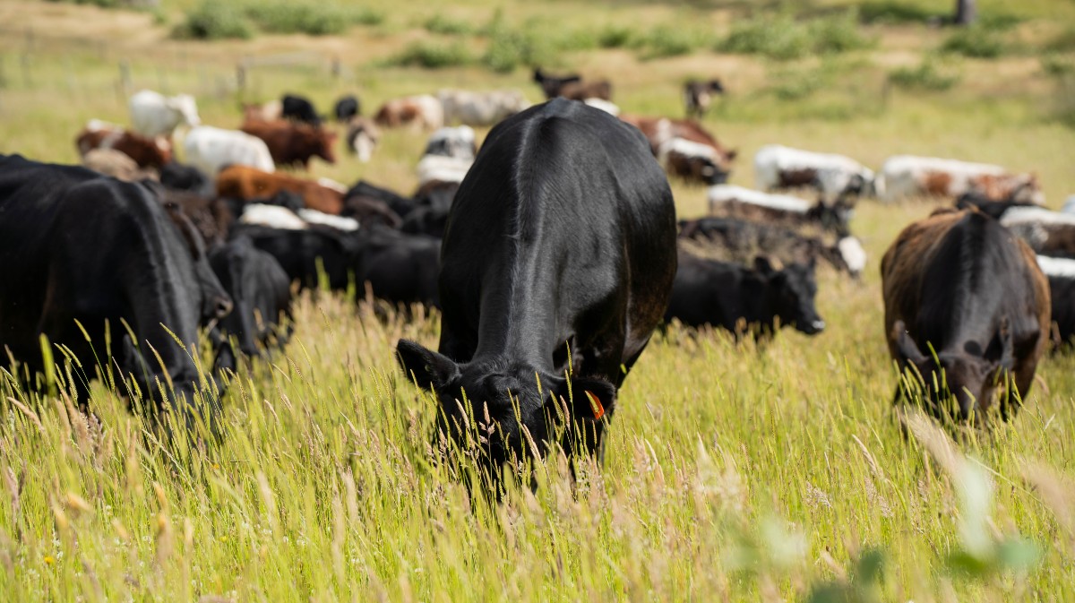 Imagen de archivio de un rebaño de vacas.