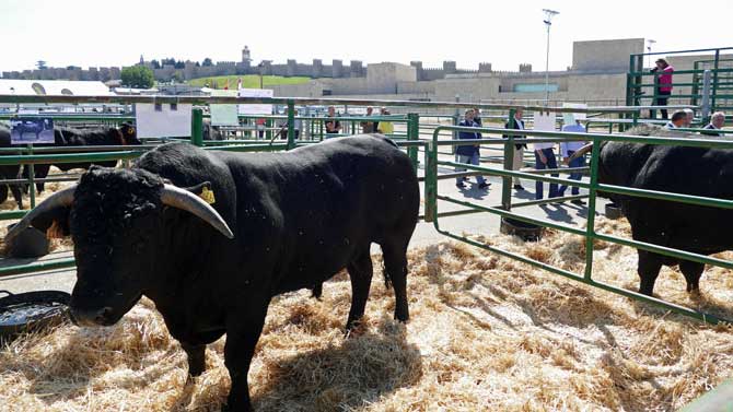 Concurso-subasta de raza avileña en Ávila.