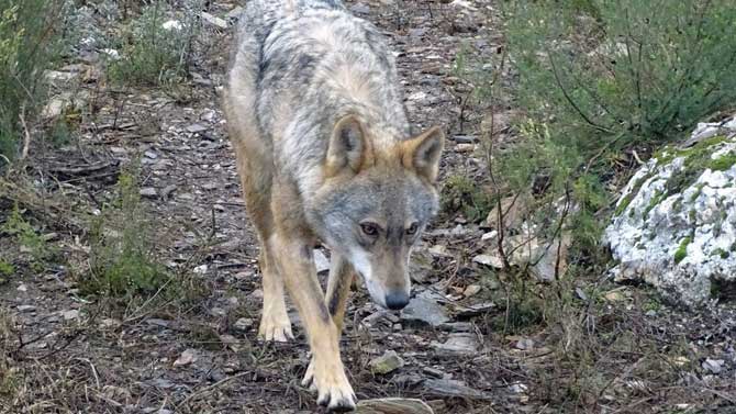 Lobo en el Centro de Interpretaci&oacute;n de la especie en Zamora.