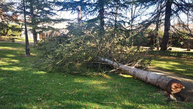 Cedro derribado por el ciento en el jardín de La Viña.