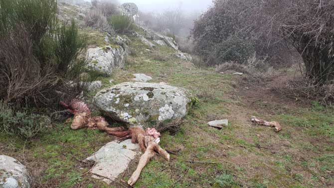 Restos del ternero atacado por los lobos en El Herradón.