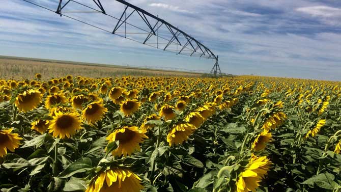 Girasol en la última cosecha en La Moraña.