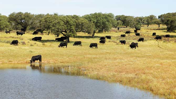 Reses de raza avileño.