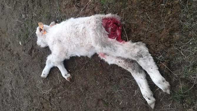 Res muerta por los lobos en Hoyos del Collado.