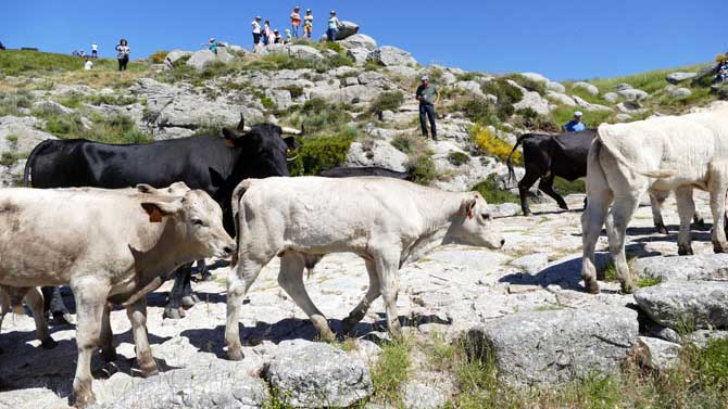 Ganado trashumante en el puerto del Pico.