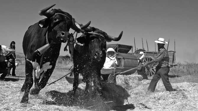 Exposici&oacute;n 'Avile&ntilde;os. El trato de los animales de labor'.