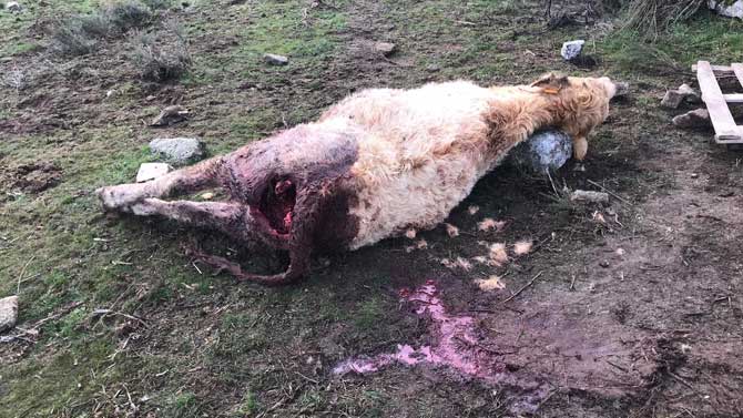 Res muerta por los lobos en El Herradón.