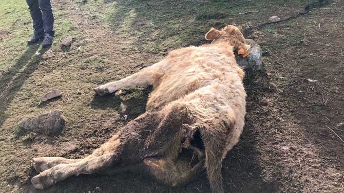 Res muerto por los lobos en El Herradón este mes.