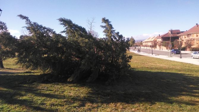 Árbol derribado por el viento en el jardín de la calle Lituania.
