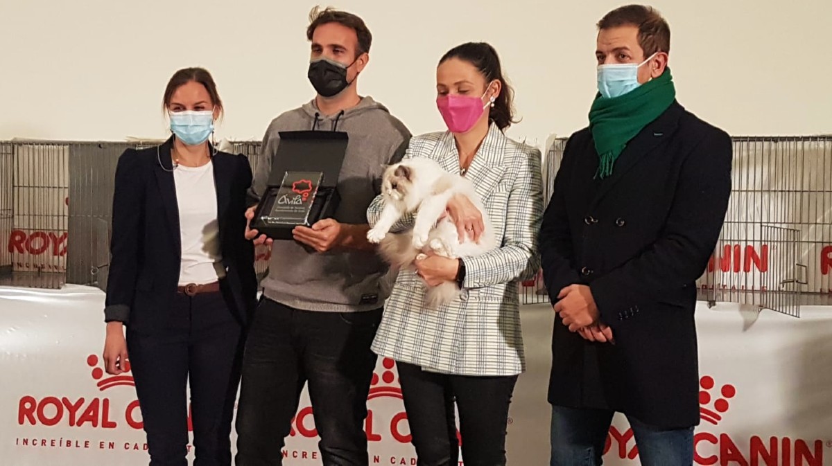 Entrega del premio al propietario de Olivia Lechatteragdoll, gata ganadora de la Exposición Internacional Felina de Ávila.