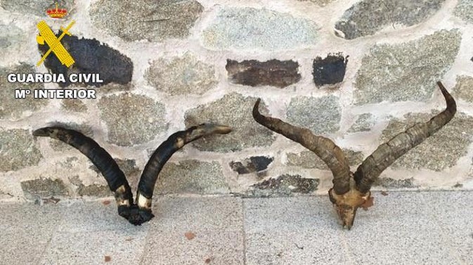 Operación contra la caza furtiva en Gredos.