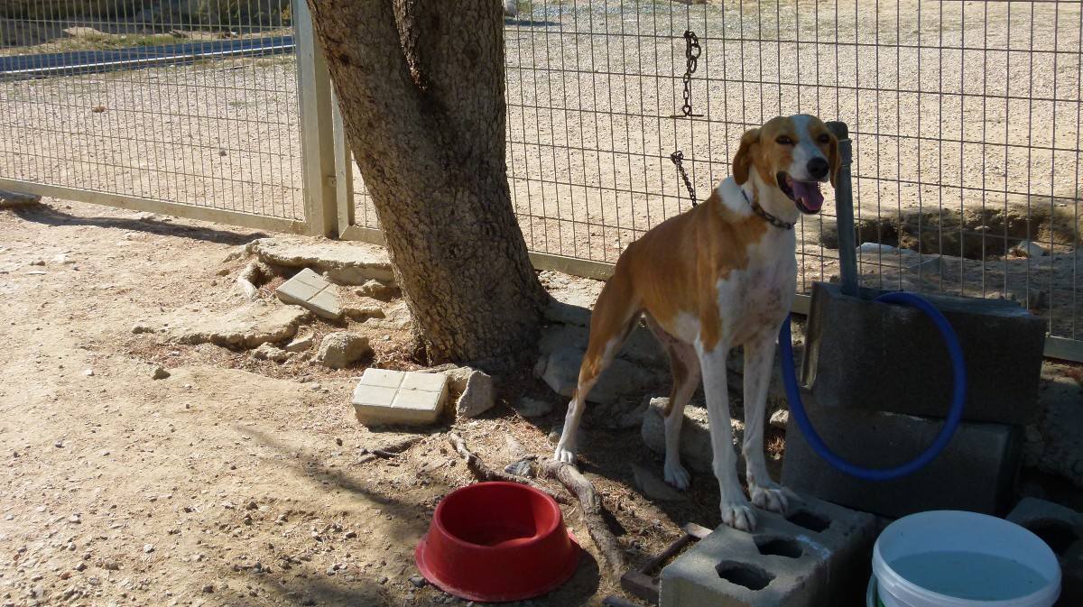 Un perro en al refugio de la Protectora Huellas.
