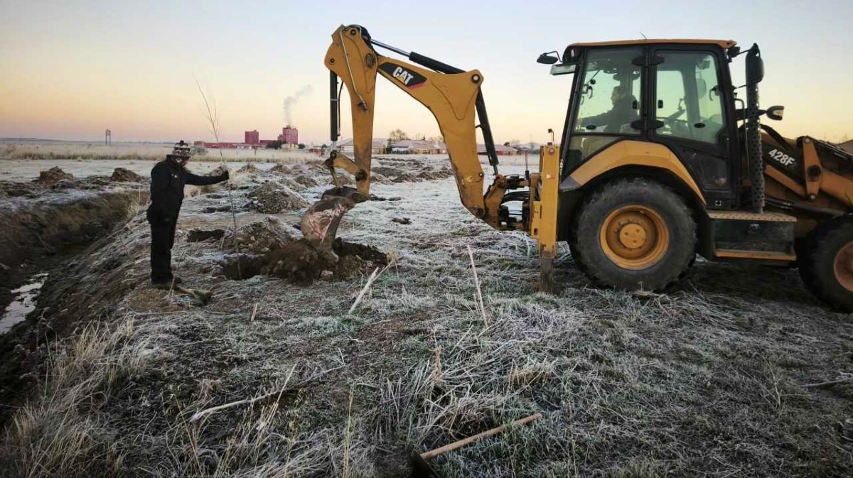 Plantación de árboles en Sanchidrián.