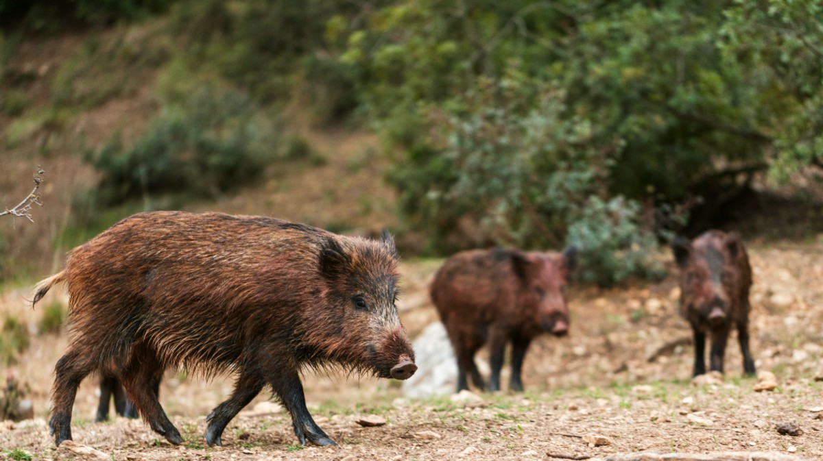 Castilla y León refuerza el control sobre las poblaciones de jabalí con medidas extraordinarias de caza y control poblacional