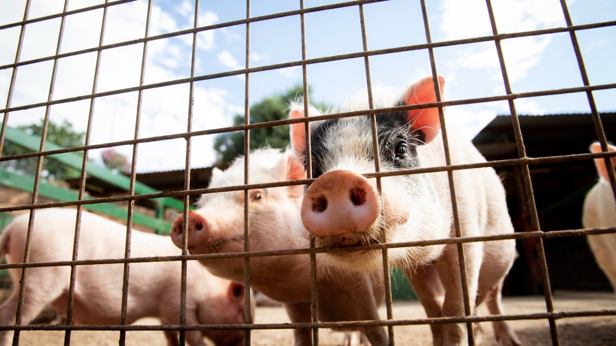 Imagen de archivo de una granja de cerdos.