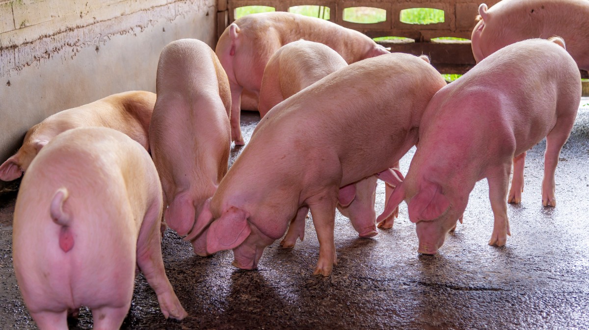 Imagen de archivo de una granja de cerdos.